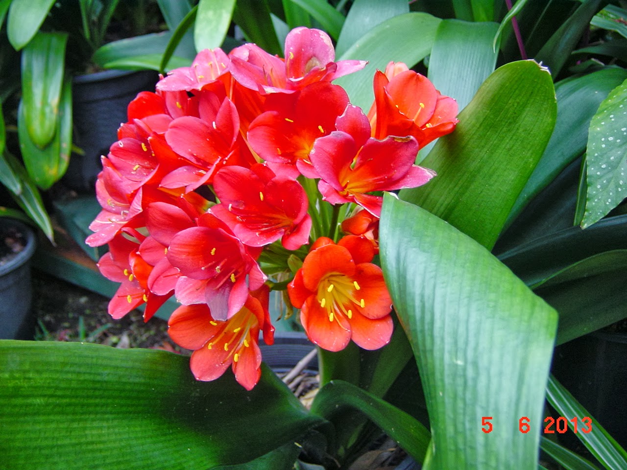 Clivias in Colour, Central Coast, NSW, Australia Clivias from Graham's