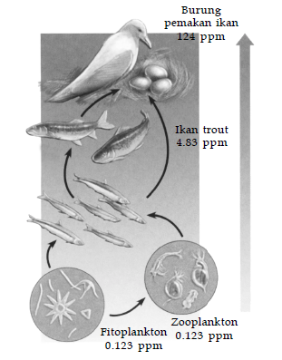 Biomagnification yang terjadi akibat pencemaran polychlorinated biphenyls (PCB). Biomagnification yang terjadi akibat pencemaran polychlorinated biphenyls (PCB).