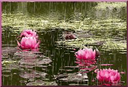 water flowers animated nature rain lilies romantic background screensaver landscape 3d cards lily animations amazing animation phone ecards