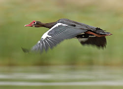 goose south african spur winged flying africa low species safari water birds bird flight fastest tala reserve private wing