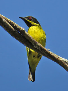 Yellow-bellied Dacnis