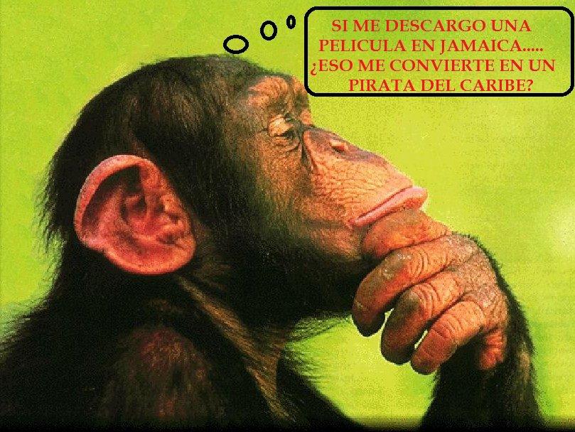 Changos chistosos con frases - Imagui