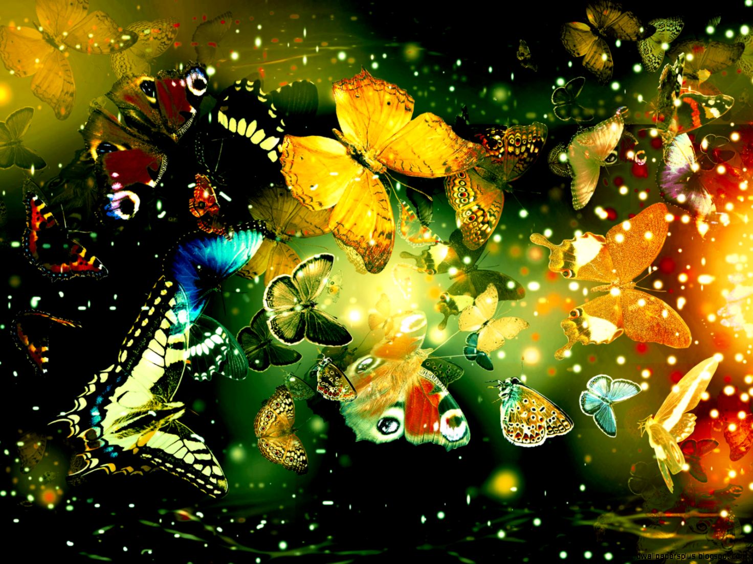 Butterfly Wallpaper for Computer Desktop