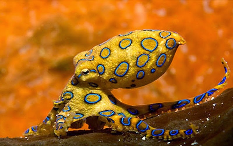 Naturaleza salvaje Blog Pulpo de anillos azules