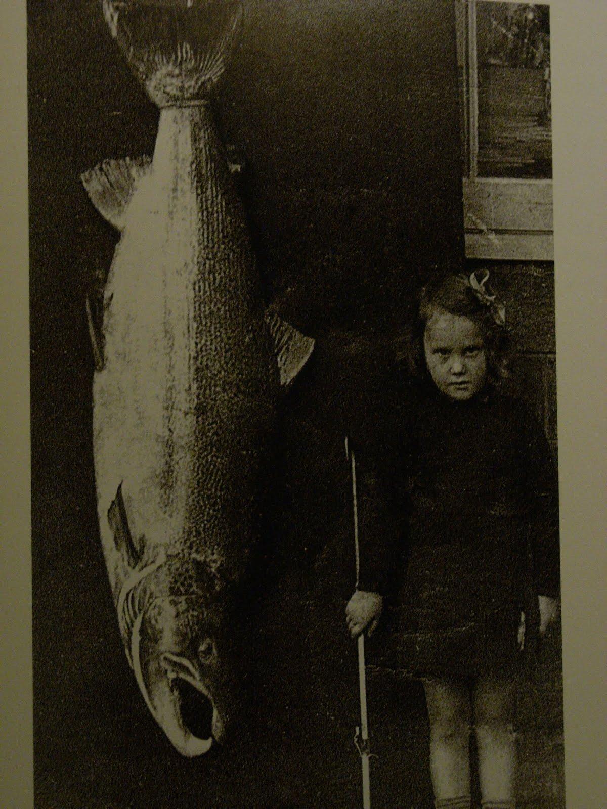 Salmon Fishing Scotland. Salmon Fishing Scotland Giant Salmon caught