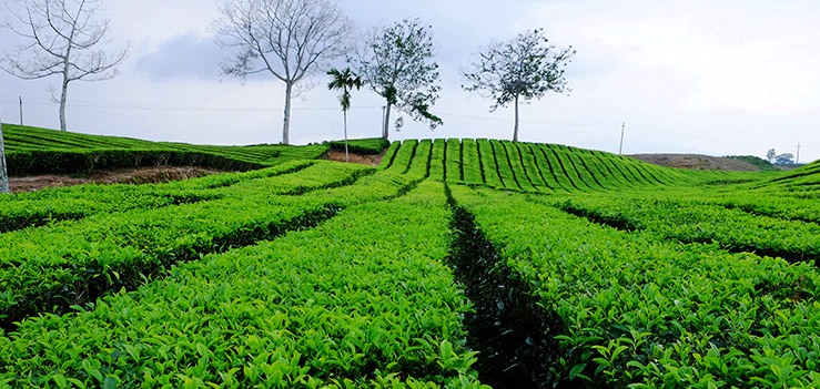 Kebun Teh Bah Butong Sidamanik Medan City North