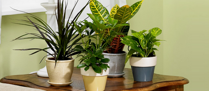 free download indoor planting free download indoor planting