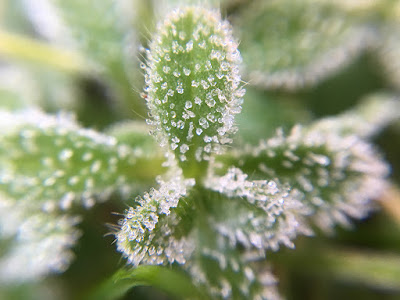 Frosty weed, taken with an iPhone 6s and Olloclip macro lens