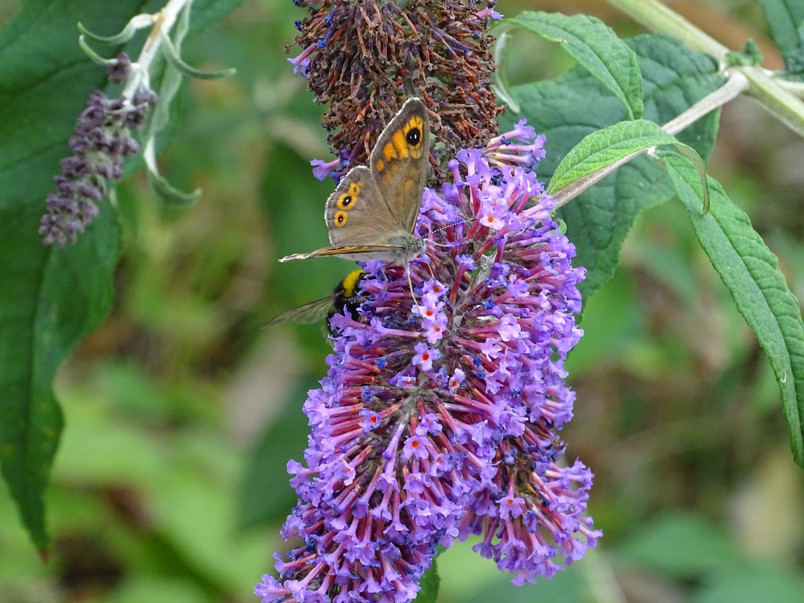 Jaune Vous Avez Dit Jaune