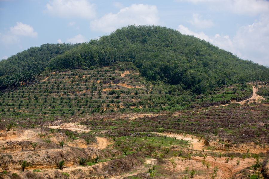 Palm oil Malaysia
