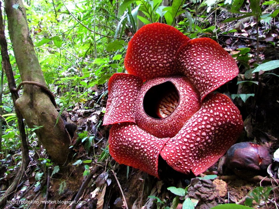 Mengenal Hewan dan Tumbuhan Nama Ilmiah Bunga Rafflesia