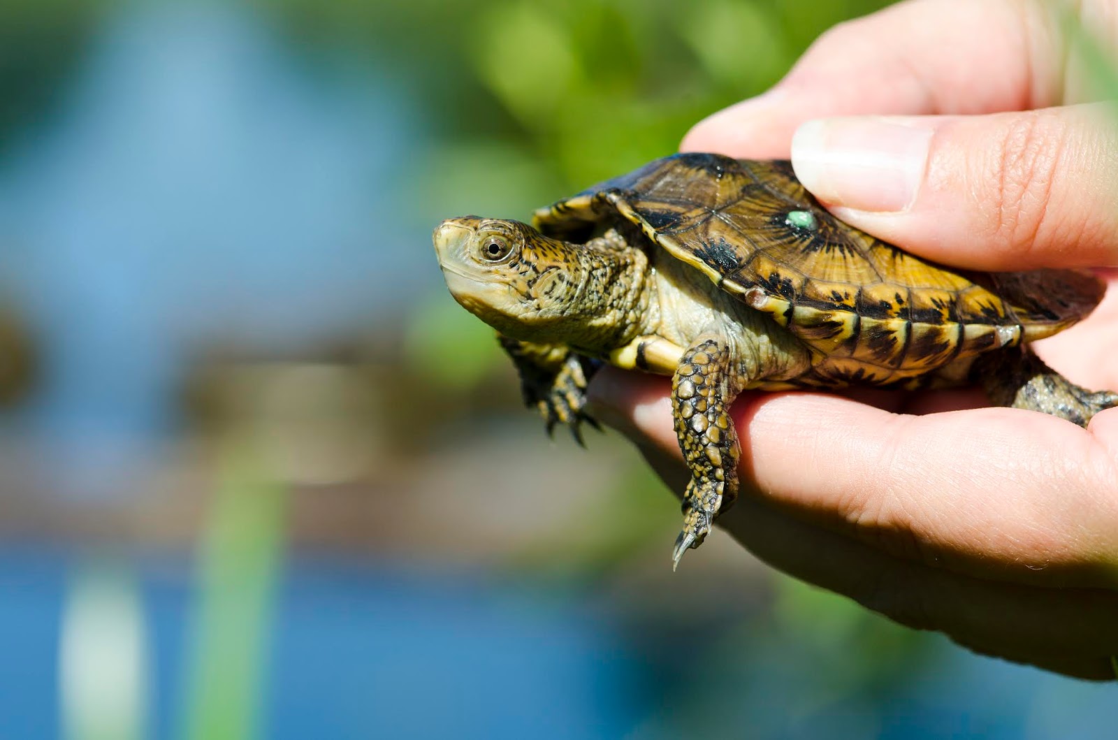Western pond turtles get a head start on World Turtle Day