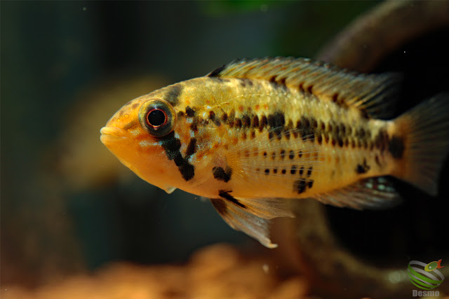 Apistogramma cf. alacrina