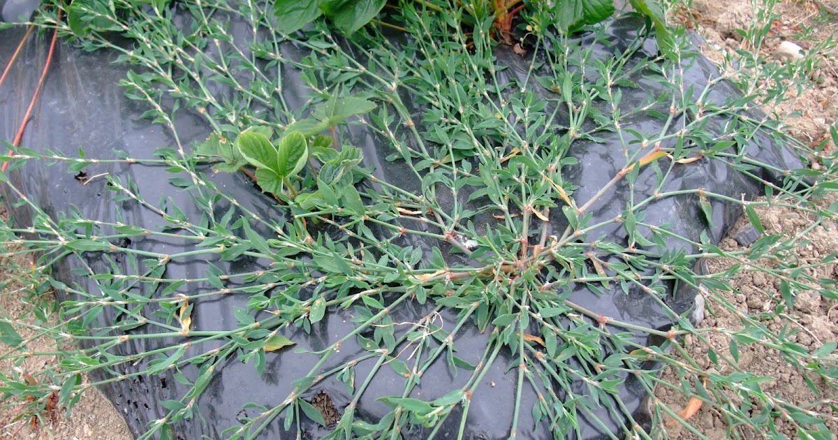 HERBAL PICNIC KNOTGRASS