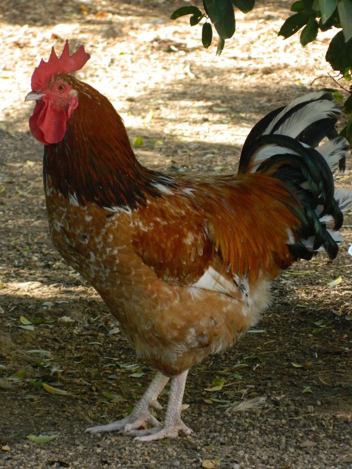 Aloha Chickens Big Orange Roo