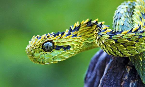 Animals You May Not Have Known Existed - The Bush Viper