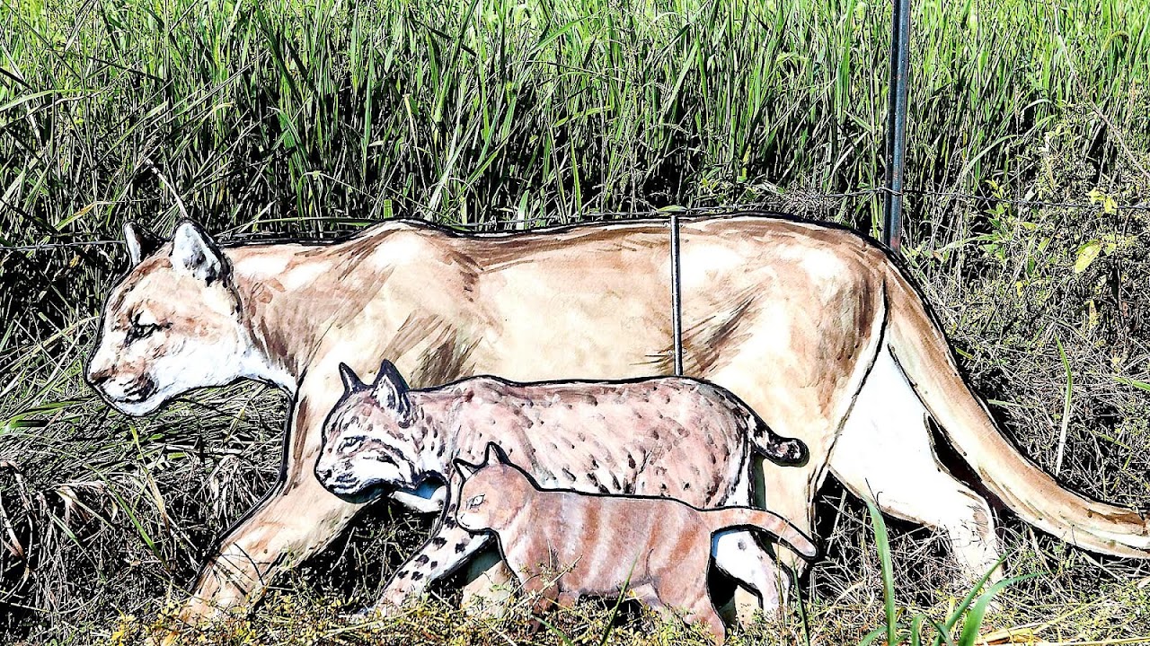 Wild Cats In Ky Cat Choices