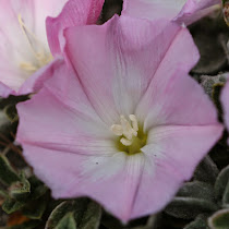 http://wild-flowers-of-europe.blogspot.nl/2015/05/convolvulus-boissieri.html