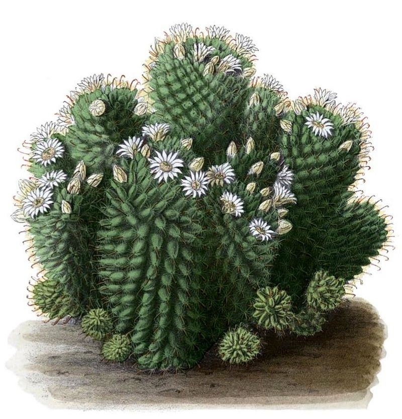  Ilustraciones cactus en flor