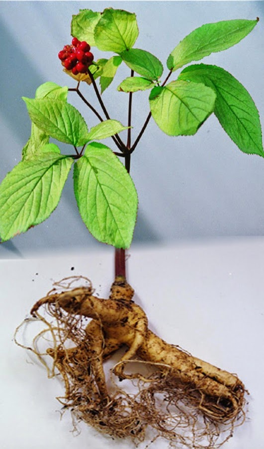 El Ginseng, remedio natural