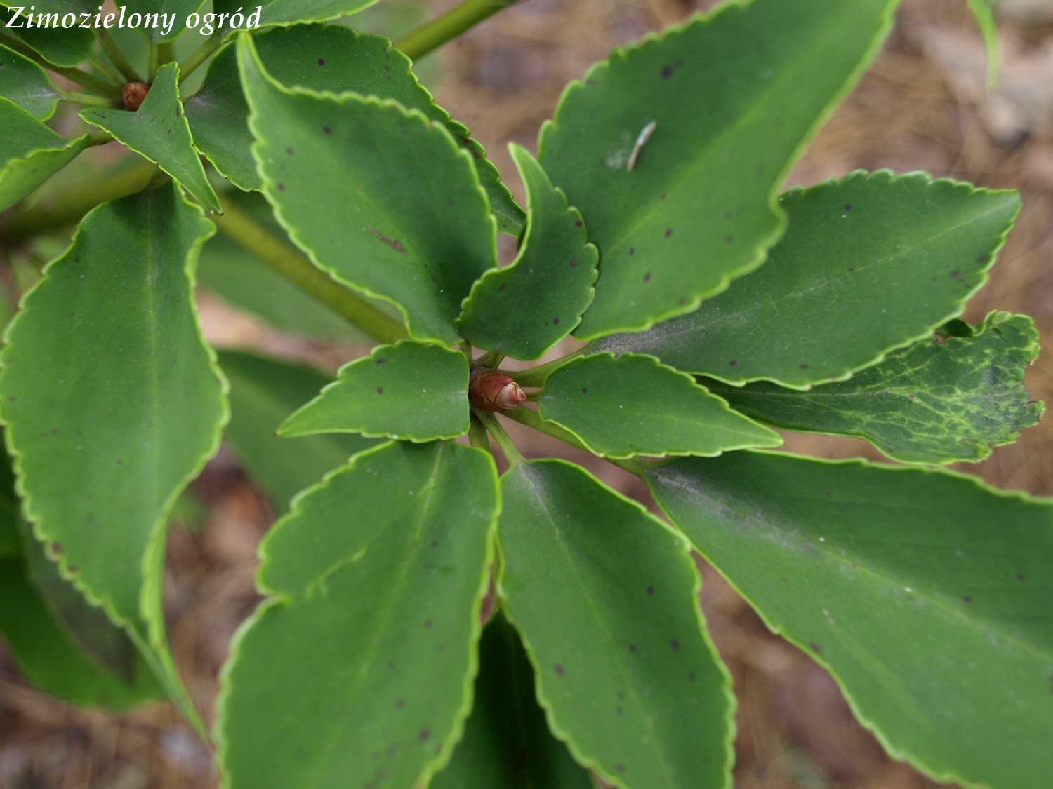 Fruit Tree Fruits Garden That I Love Fruit Garden Fruit