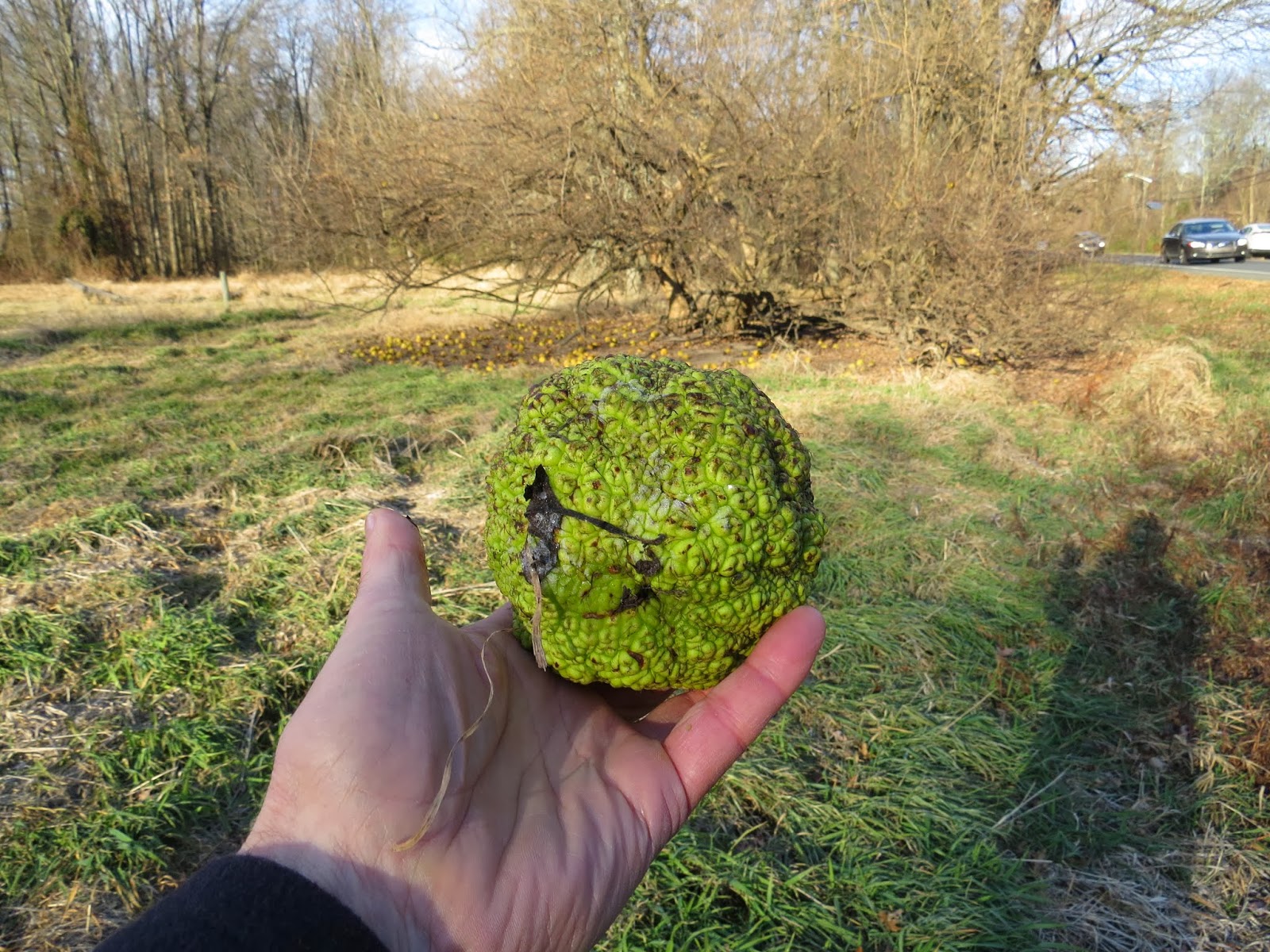 Garden Bloggers Blooms Day Photinia Red Robin
