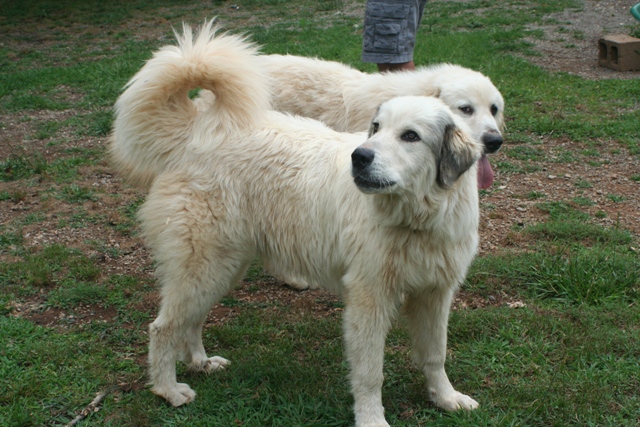 great pyrenees 8 months old
