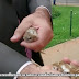 POLÍTICA / Homem solta ratos no plenário da CPI durante depoimento de tesoureiro do PT
