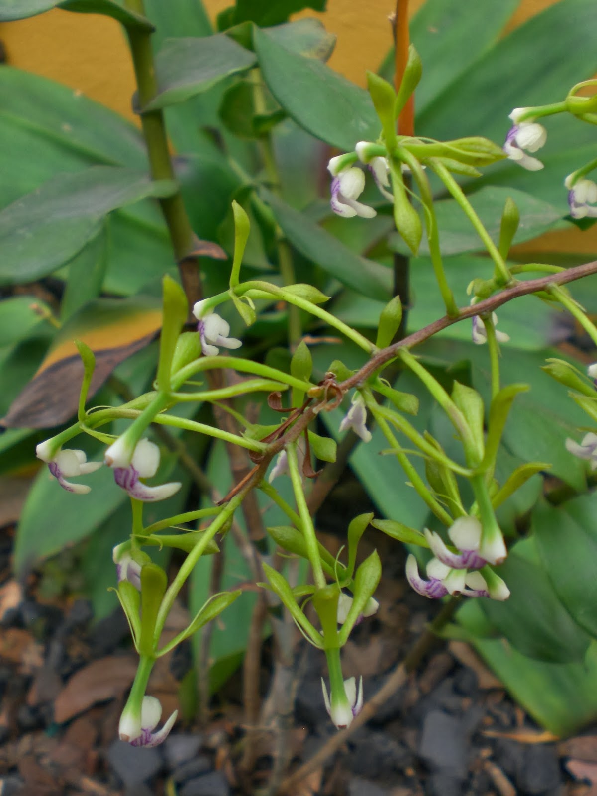 Orquidea Epidendrum scriptum var paniculatum | Flores colombia