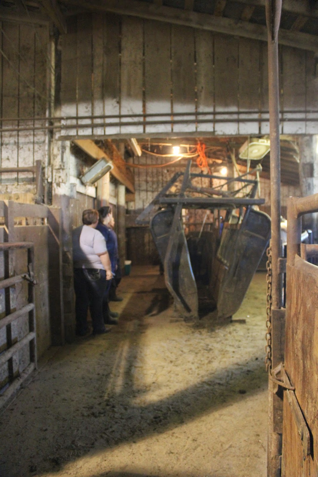 Snug Harbor Bay Livingston Livestock Auction