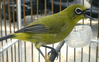 Daftar Resmi Harga Burung Pleci Terbaru Dikala Ini Lengkap