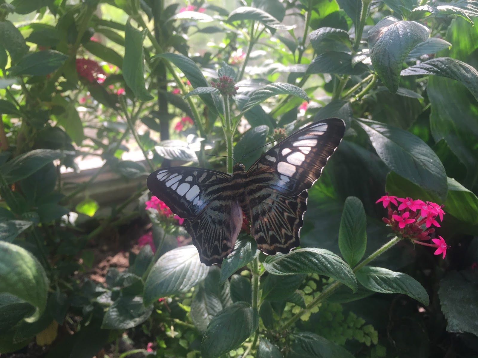The Horniman Museum Butterfly House The Ark In Space