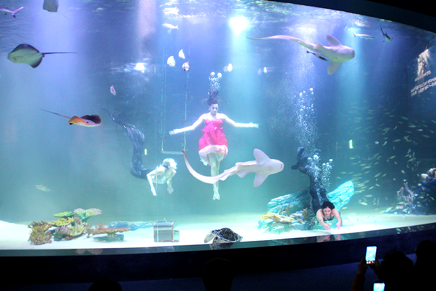 New Attraction In South Korea Explore Daegu Alive Aquarium, Public Aquarium In Daegu