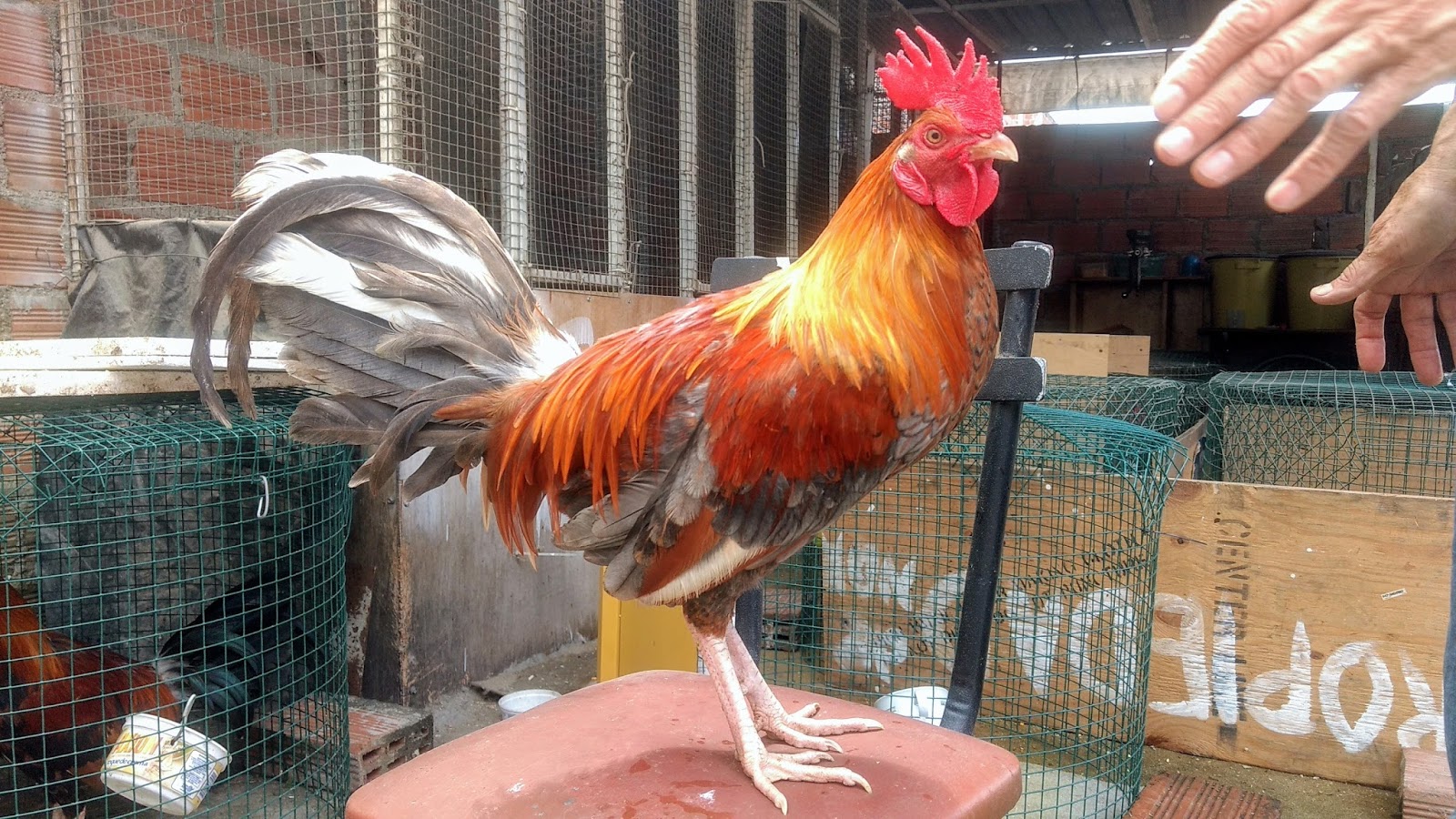 Gallos de Pelea Arenas Gallos finos en venta