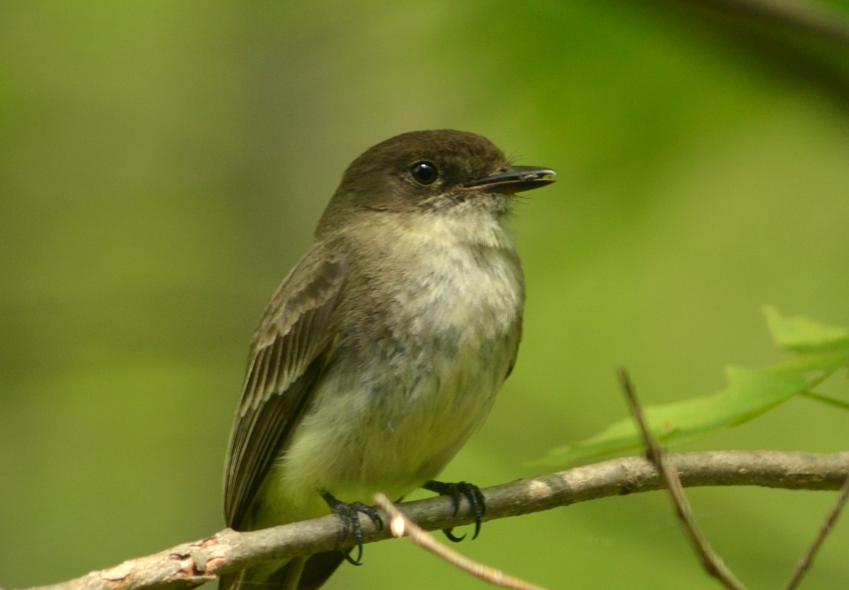 Woods Walks and Wildlife: May 2015