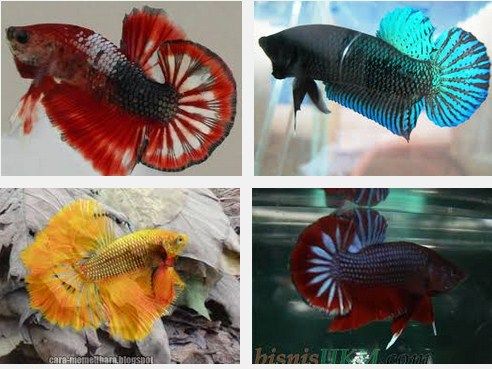 Jenis Jenis Ikan Hias Air Tawar Berikut Daftar Nama Ikan Hias