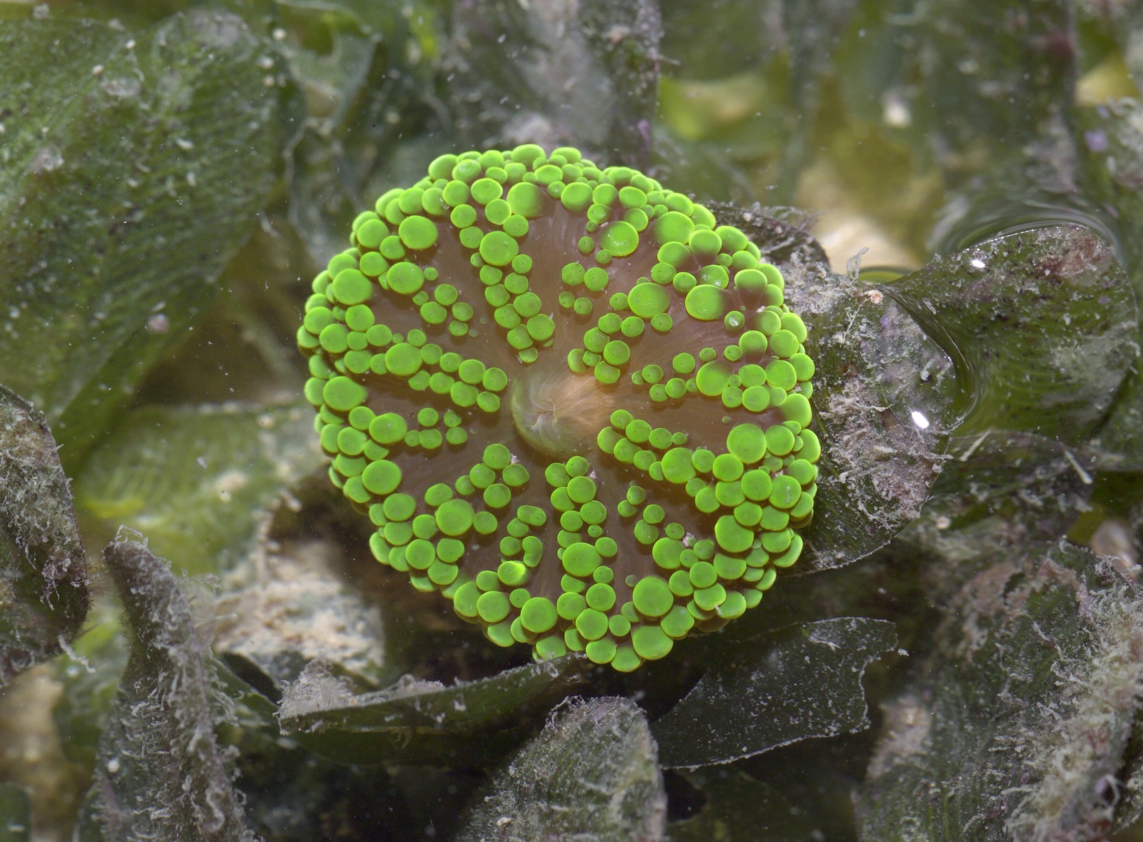 Real Monstrosities Carpet Anemone