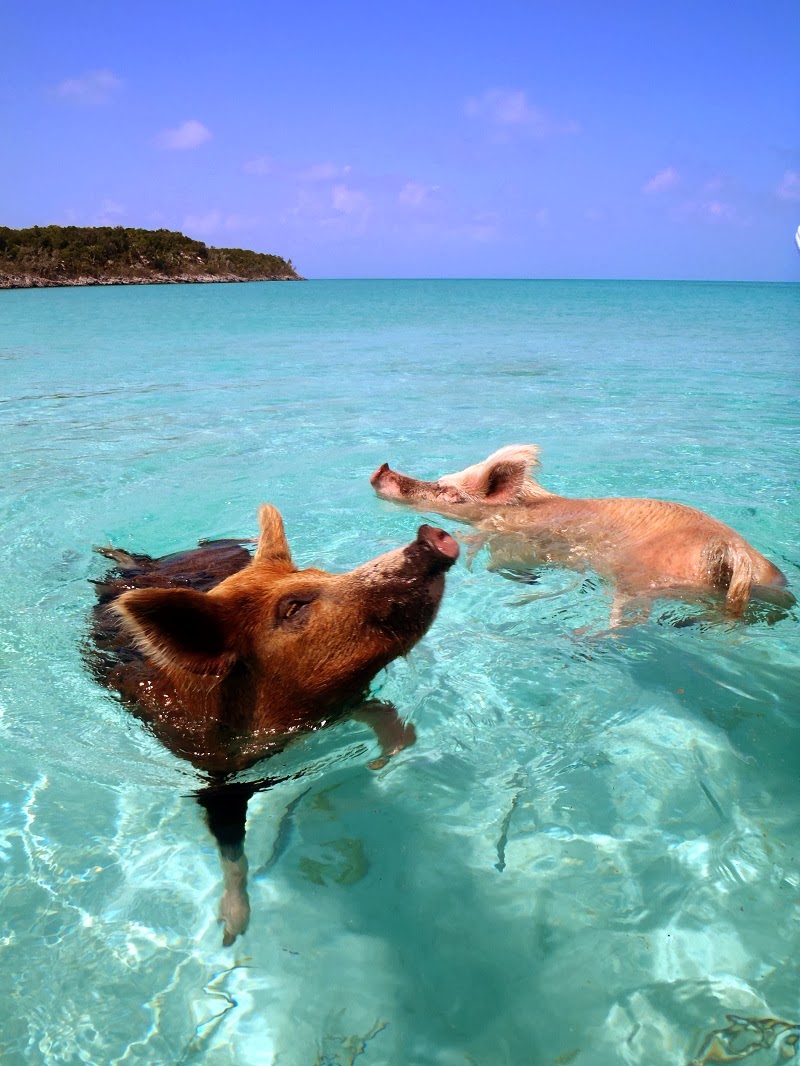 The Happy Pigs That Love to Swim in  Crystal Clear Waters of the Bahamas