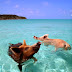 The Happy Pigs That Love to Swim in Crystal Clear Waters of the Bahamas