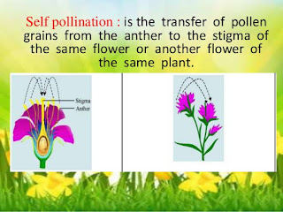 Image result for types of self pollination