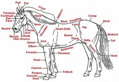 horse images