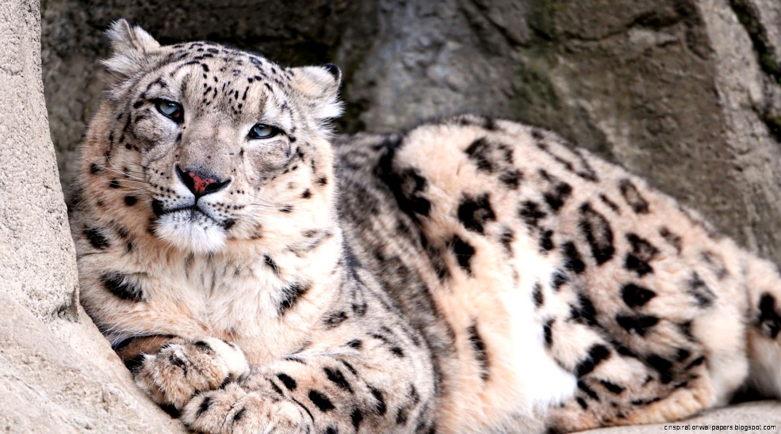 Snow Leopard Zoo