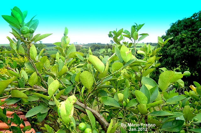 Meu Cantinho Verde: LIMÃO-GALEGO - ( Citrus aurantifolia )