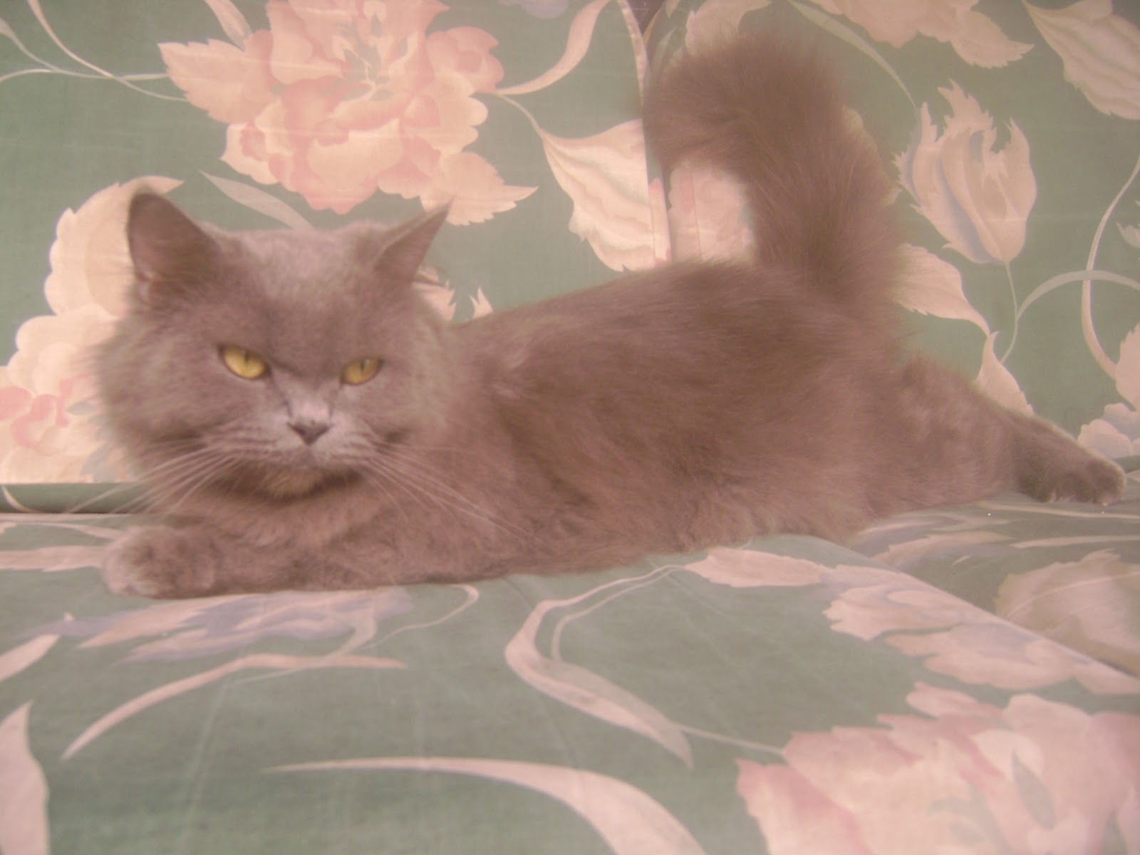 Genthonk Pet Shop: Kucing Persian Medium