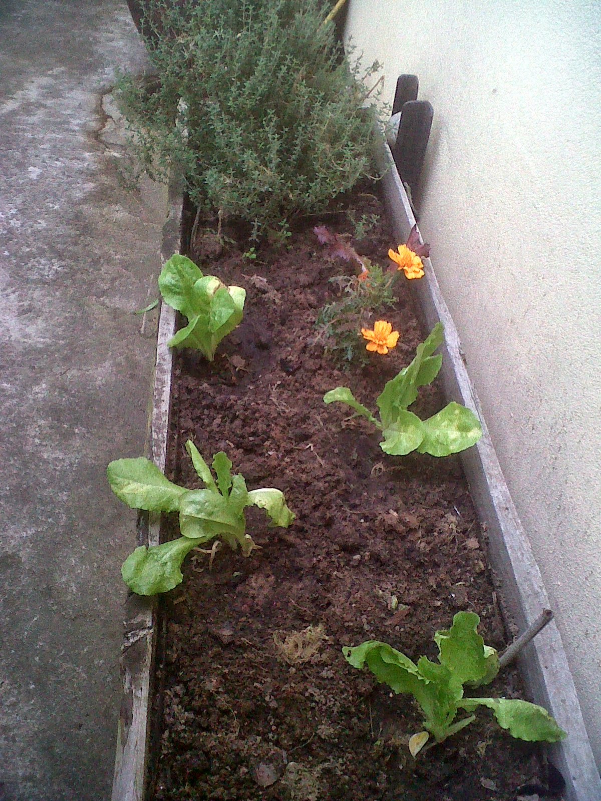 Urban Garden and Backyard Farming, South Africa: South African ...