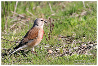 Linotte mélodieuse - Linaria cannabina - Common Linnet https://bioclicetphotos.blogspot.fr/search/label/Linotte%20m%C3%A9lodieuse%20-%20Linaria%20cannabina