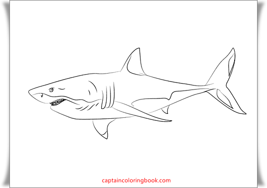 Sharks coloring book