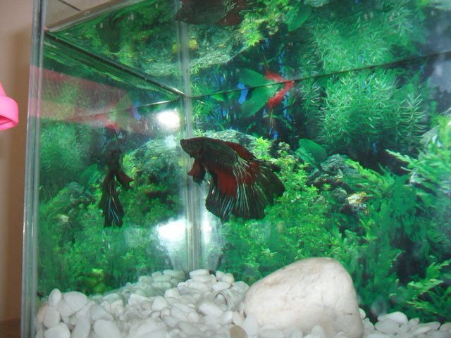Promosi Betta Halfmoon Plakat Crowntail Roundtail Veiltail