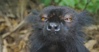 Fuente: http://www.naturalezacuriosa.com/los-lemures-se-drogan-usando-milpies-para-eso-y-mas-video/ Con la cara, paga