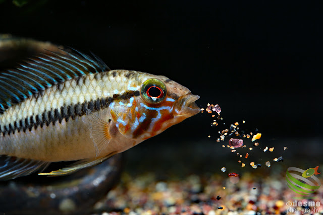 Apistogramma sp. unibrow / sp. D50